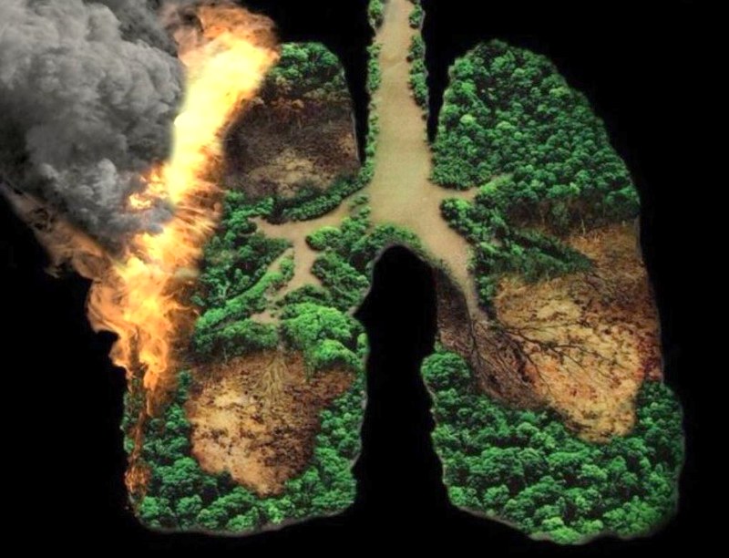 Amazon Rainforest Our Lungs