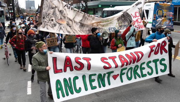 Two Eco-Socialist Reports: The Struggle Over Old Growth Forests in B.C. -  The Bullet